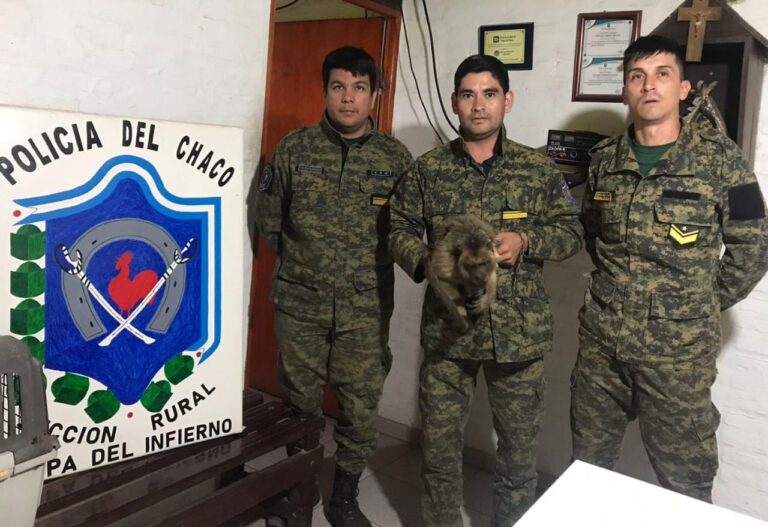 Fauna rescató a un mono carayá