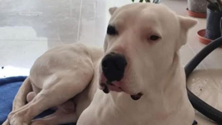 Lozano: buscan a un perro de raza Dogo