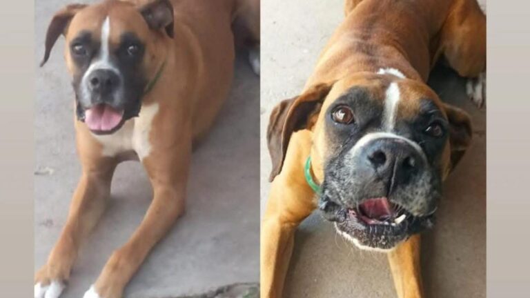 Barrio Mariano Moreno: buscan a «Simón»