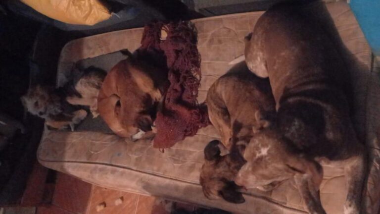 Piden donación de alimento para animales rescatados