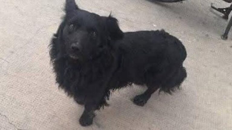 «Poroto» sigue siendo buscado en la capital jujeña