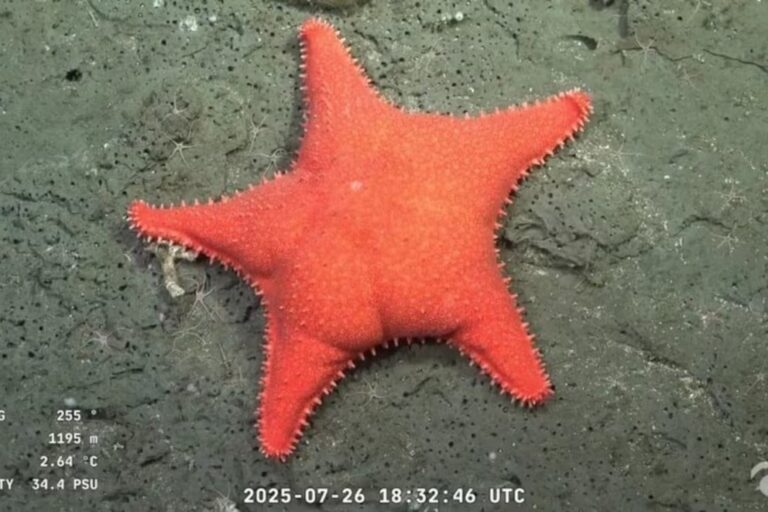 Qué se sabe sobre la estrella de mar culona hallada en Mar del Plata