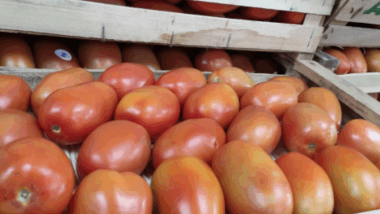 Crisis en la producción jujeña: «Miles de kilos de tomate se tiraron»