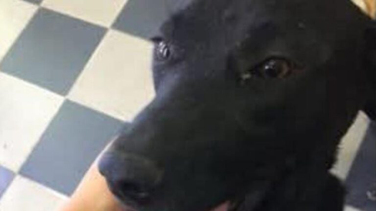 Palpalá: «Nala» es buscada intensamente