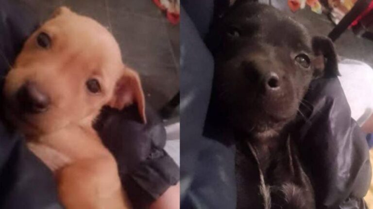 San Pedro: dos cachorros buscan hogar