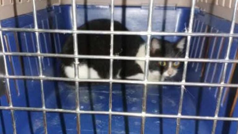 Barrio San Pedrito: buscan a la familia de un felino