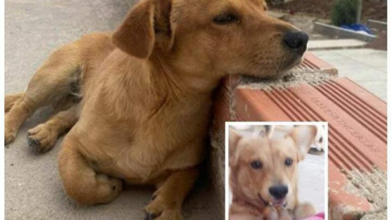 La Quiaca: ofrecen recompensa a quien halle a «Pepito»