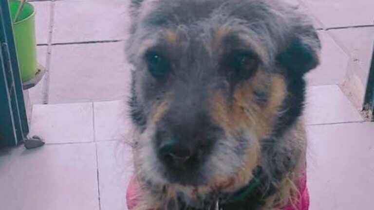 Barrio Coronel Arias: «Pulguis» se perdió