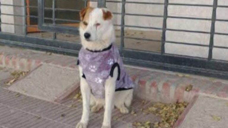 La Quiaca: «Pirata» sigue sin aparecer