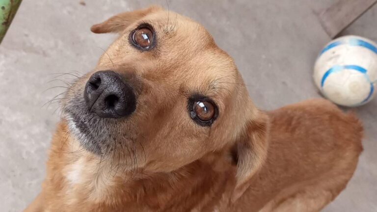 Barrio Alto Comedero: buscan a «Oddy»