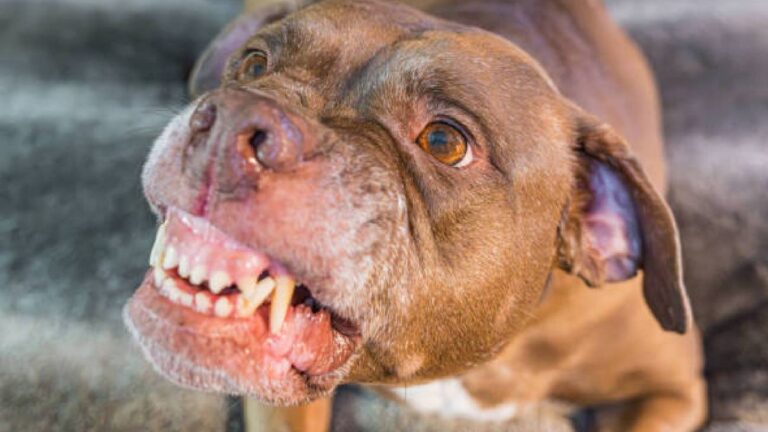 Alto Comedero: perro pitbull se escapó de una obra y atacó a una joven