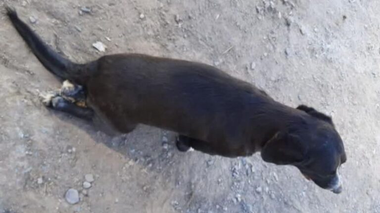 El Carmen: piden ayuda veterinaria para un animal atropellado