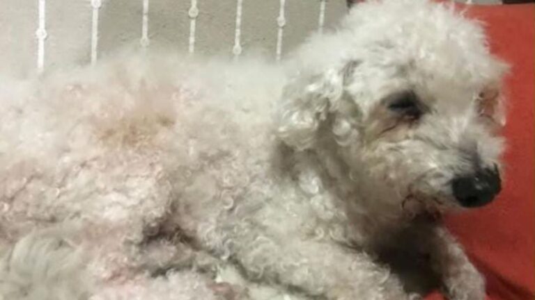 Una caniche sigue siendo buscada