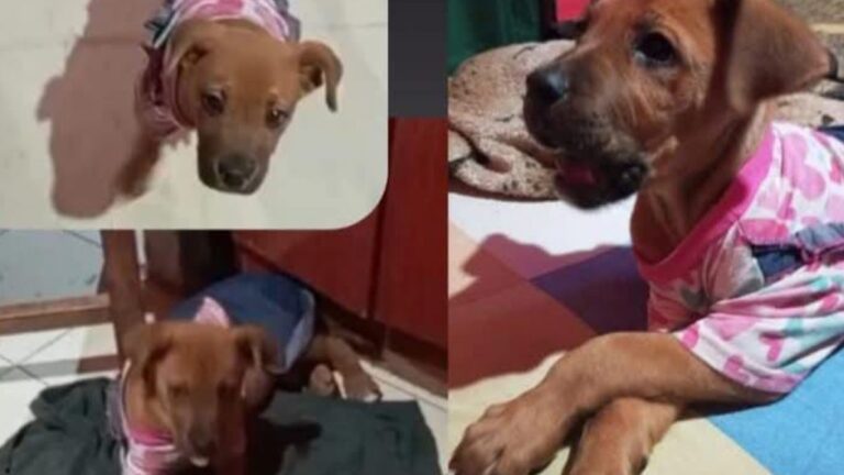 Alto Comedero: «Ruby», una perra enferma, fue adoptada y se perdió