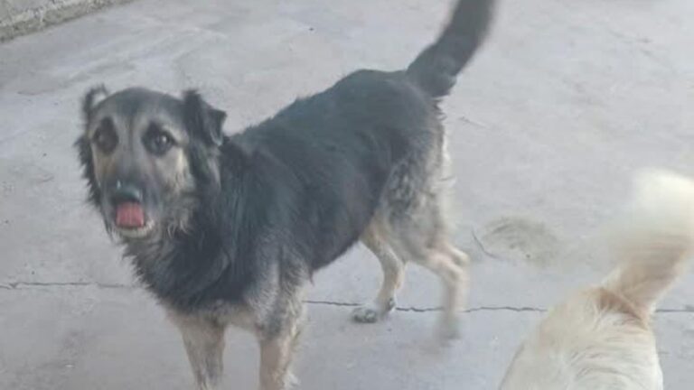 Barrio 18 de Noviembre: «Toby» sigue sin aparecer