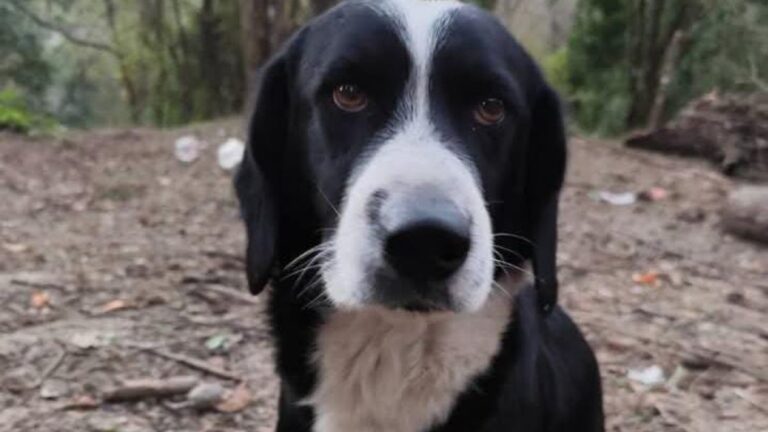 Barrio Chijra: buscan a un perro