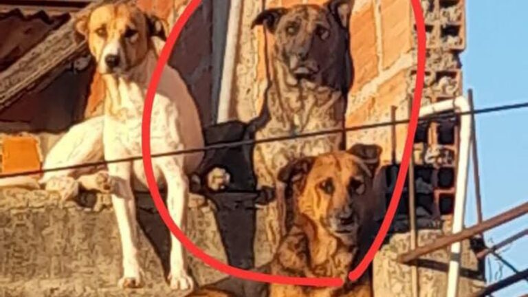 Palpalá: buscan a la perra «Canela»