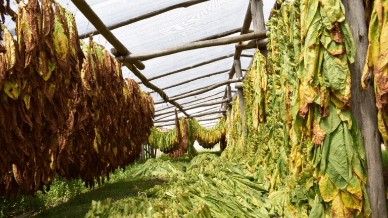 Manuel Quintar: «Cada vez que uno levanta una piedra, aparece un curro de los radicales»