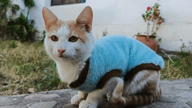Un tierno gatito espera una familia