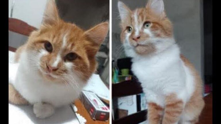 Barrio Alto Comedero: ofrecen $100.000 de recompensa por un gato