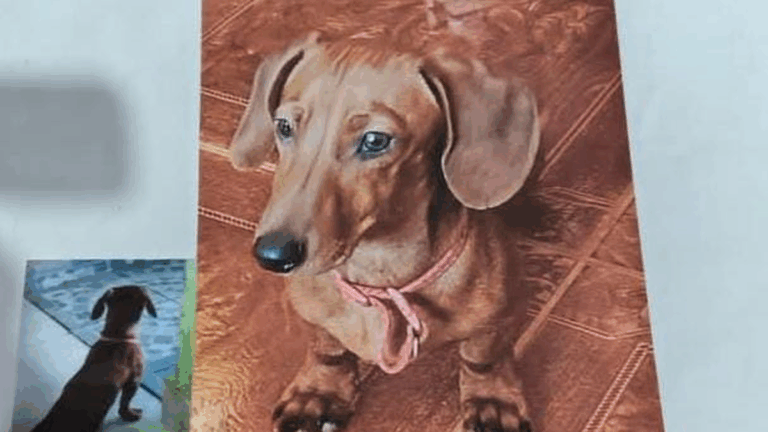 Barrio Alto Comedero: buscan a un perro salchicha