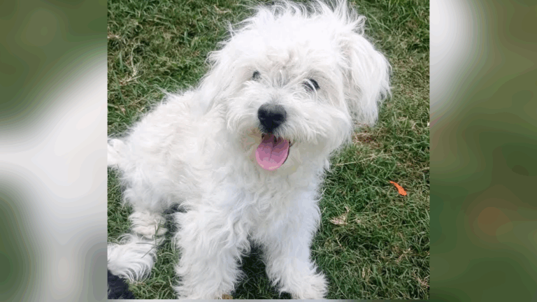 Palpalá: ofrecen recompensa por «Nala»