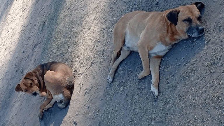 Barrio Alto Comedero: buscan a los dueños de dos perros