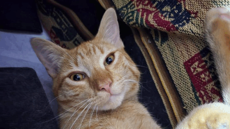 Barrio Chijra: «Bebé» sigue sin aparecer