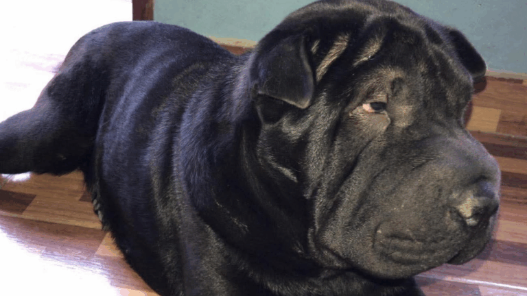 Barrio Alto Comedero: intensa búsqueda de una perra