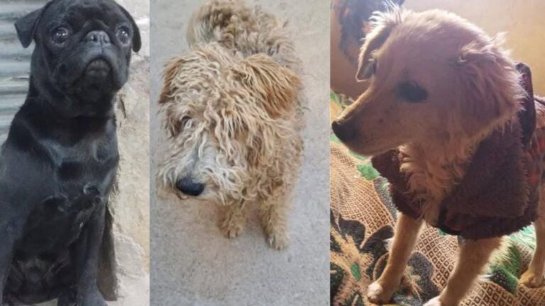 La Quiaca: buscan a las familias de tres animales