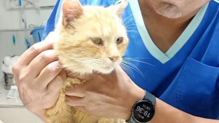 Buscan un hogar para «Zimba»: la historia de un gatito valiente