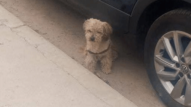 Barrio Chijra: buscan a la familia de una perra