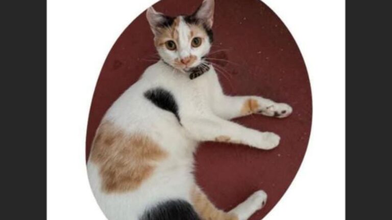 Barrio Ciudad de Nieva: ofrecen recompensa por «Fifi»