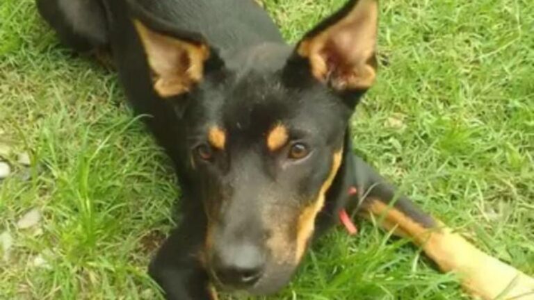 Barrio Alto Comedero: «Rocki» es buscado intensamente