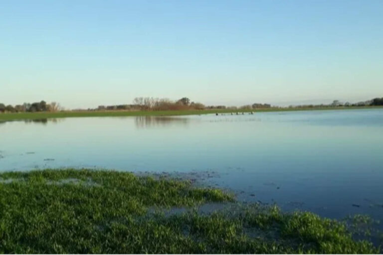 Córdoba: las lluvias beneficiaron al trigo, pero hay dudas para la siembra de maíz