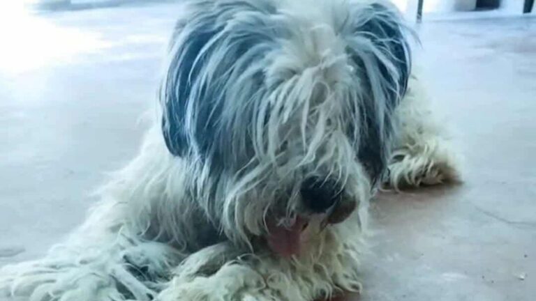 La Quiaca: buscan a «Betoven», un perro ciego y sordo