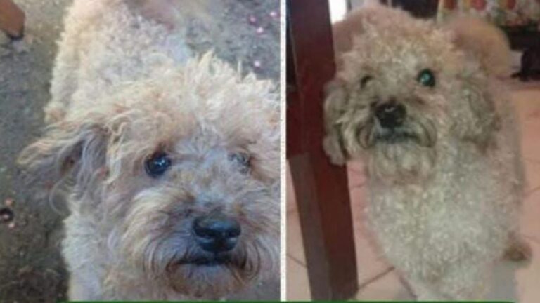 Ofrecen recompensa de $100.000 por «Coquito»