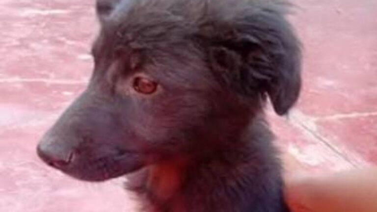 Barrio Alto Comedero: buscan a la familia de un cachorro
