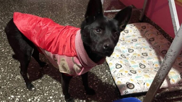 Palpalá: «Juana» está perdida