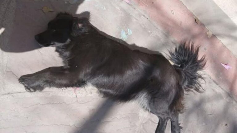 Buscan a la familia de un perro que deambula cerca del «San Roque»