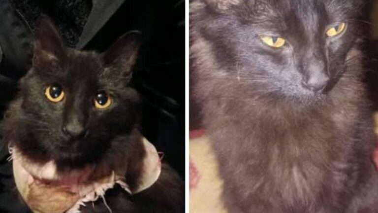 Barrio Alto Comedero: intensa búsqueda de una gata