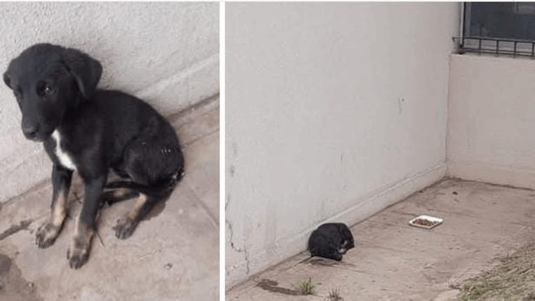 Piden hogar para un perro abandonado en barrio Alto Comedero