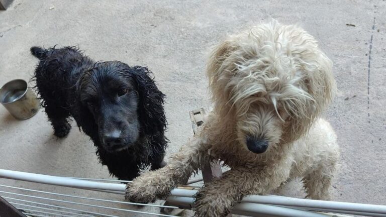 Barrio San Pedrito: buscan a la familia de dos perros