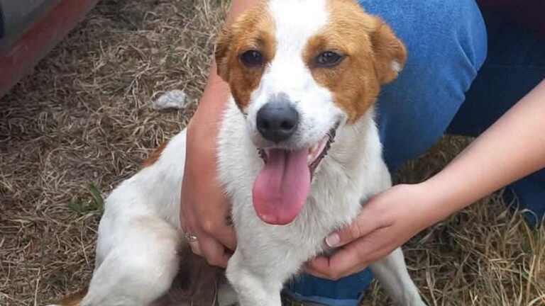 La Almona: buscan a los dueños de una perra