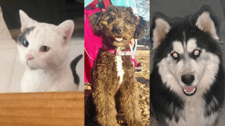 La Quiaca: «Copito», «Moli» y «Zeus» están perdidos