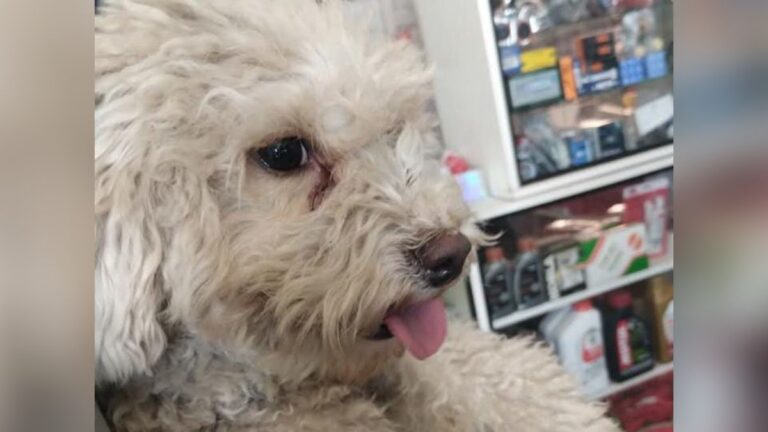 Alto Comedero: intensa búsqueda de un caniche enfermo