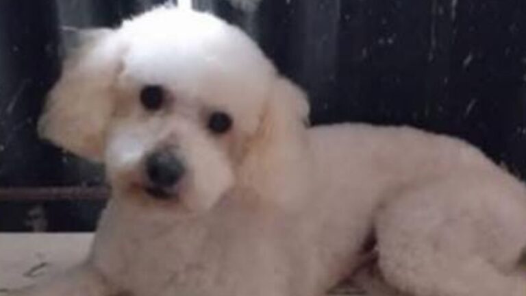 Recompensa por «Valentín», perdido en barrio Alto Comedero