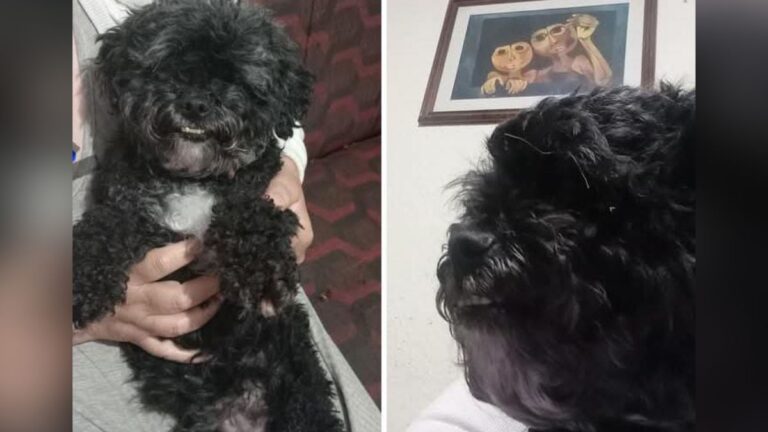 Barrio Cuyaya: rescatan a perra de ser vendida y buscan a su familia