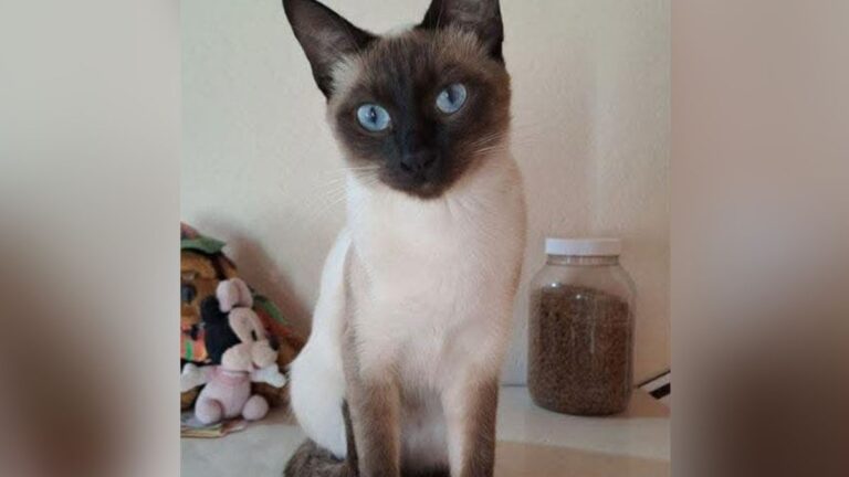 «Manteca» está perdida en Bajo La Viña