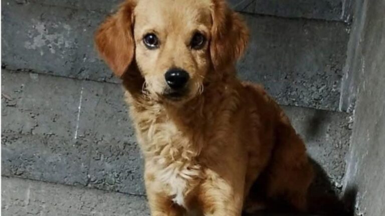 Barrio Luján: «Luk» es buscado intensamente